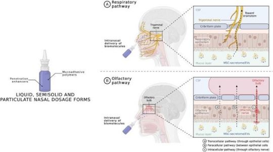 esosomi cellule staminali sla