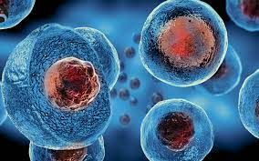 cellule staminali ricerca