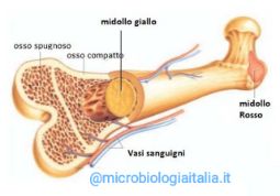 Cellule staminali emopoietiche