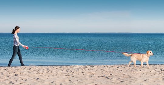 рулетки Flexi