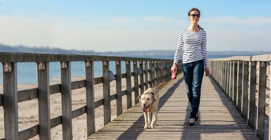 поводок flexi