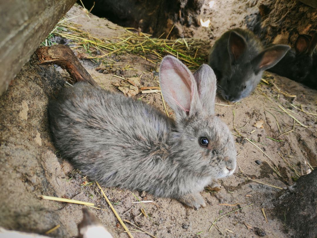 Фотографии ранчо