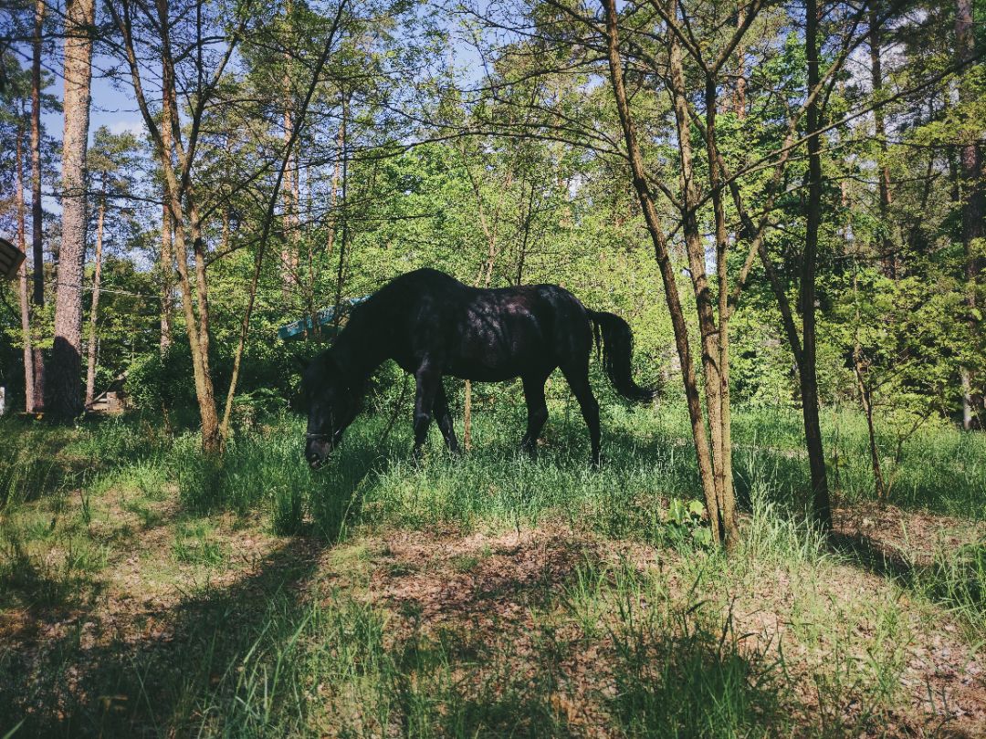 Фотографии ранчо