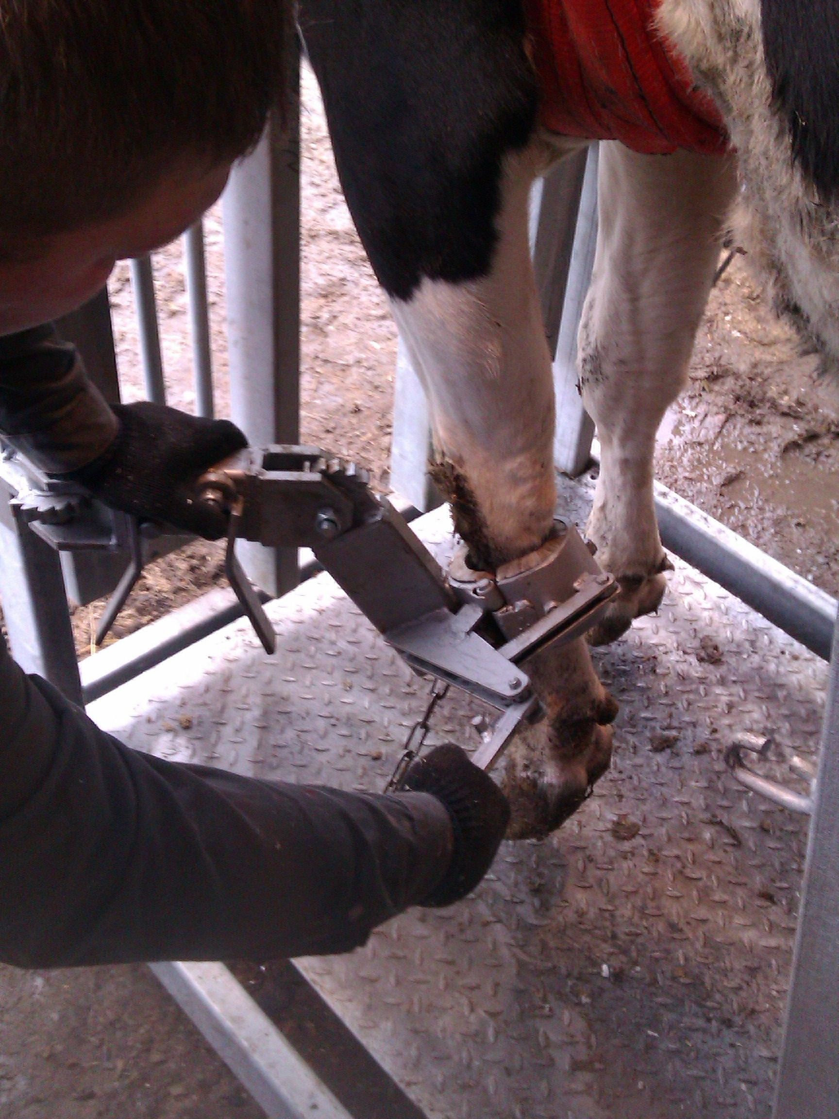 Регулирование уровня фиксации копыт в двух положения – горизонтальном и вертикальном.