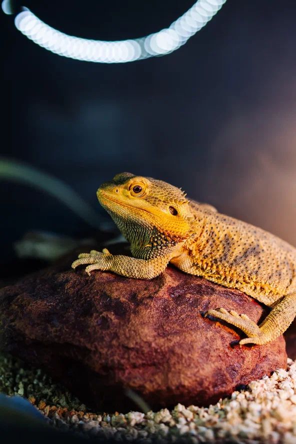 Купить готовый бизнес, кафе, бар в центре Минска, возле метро, ул. Карла Маркса. Продается рестобар Amazonka / Амазонка - подробнее в каталоге buyer.by