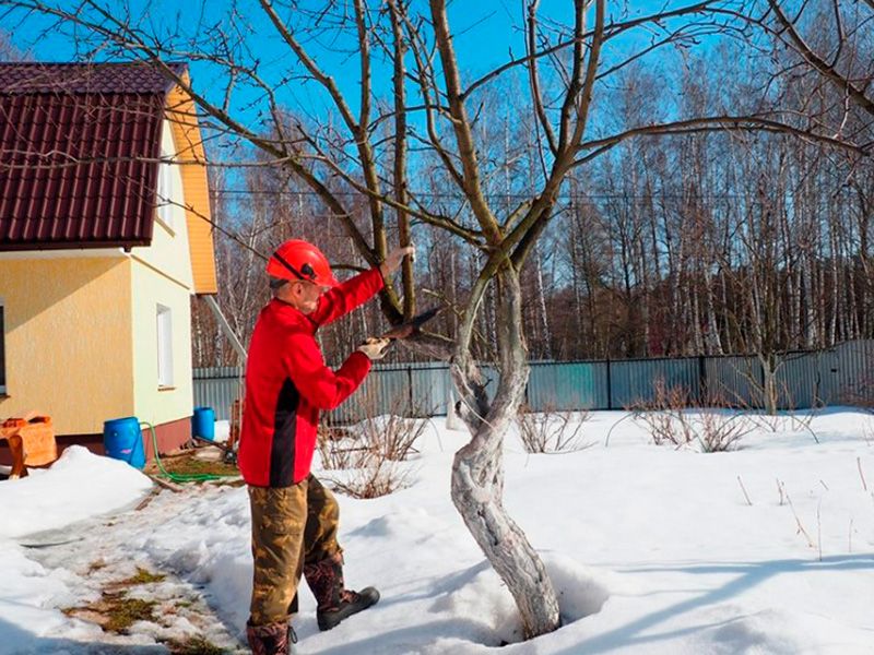 Рулонный газон цена