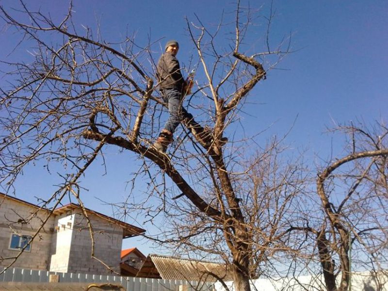 Рулонный газон