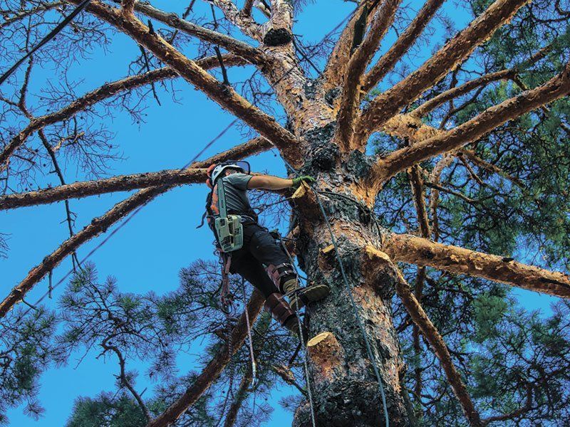 Рулонный газон