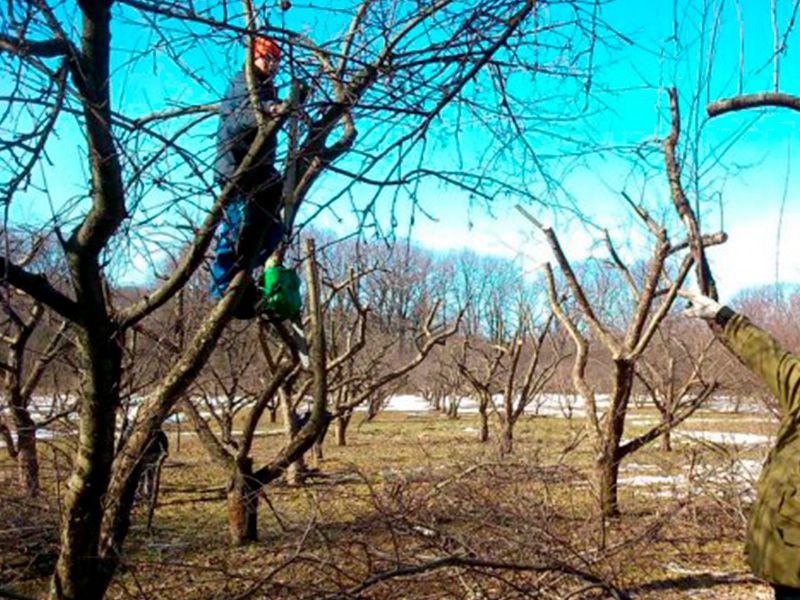 Посевной газон