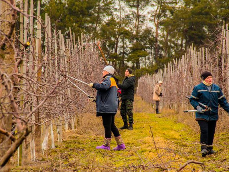 Рулонный газон купить в Минске