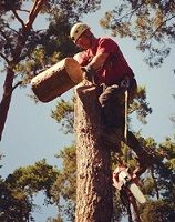 ОБРЕЗКА ДЕРЕВЬЕВ - САДОВНИК.БЕЛ