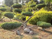 НИВАКИ ФОРМИРОВКА - САДОВНИК.БЕЛ