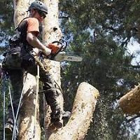 ОБРЕЗКА ДЕРЕВЬЕВ - САДОВНИК.БЕЛ