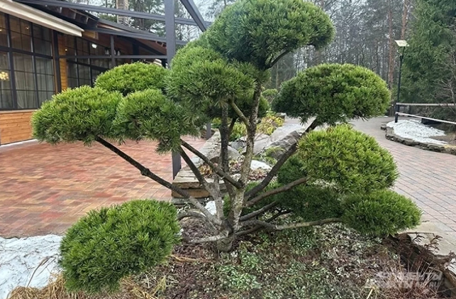 НИВАКИ ФОРМИРОВКА - САДОВНИК.БЕЛ