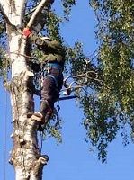 ОБРЕЗКА ДЕРЕВЬЕВ - САДОВНИК.БЕЛ