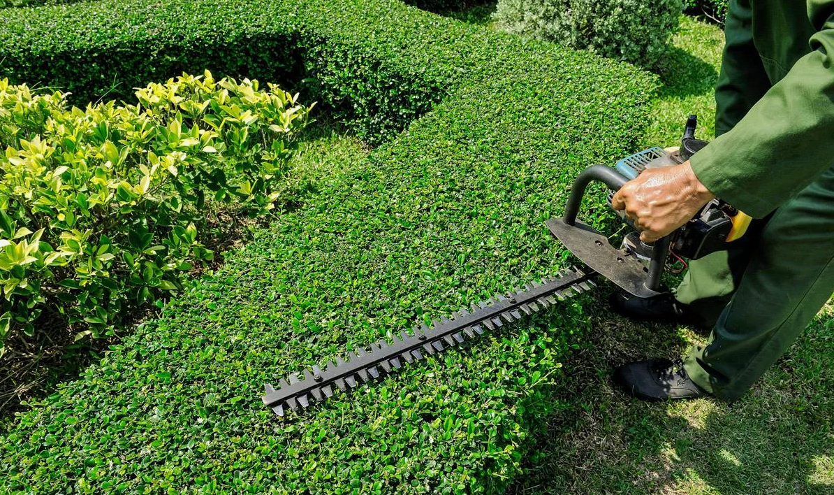 ОБРЕЗКА КУСТАРНИКОВ - САДОВНИК.БЕЛ