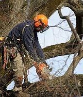 ОБРЕЗКА ДЕРЕВЬЕВ - САДОВНИК.БЕЛ