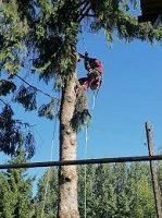 ОБРЕЗКА ДЕРЕВЬЕВ - САДОВНИК.БЕЛ