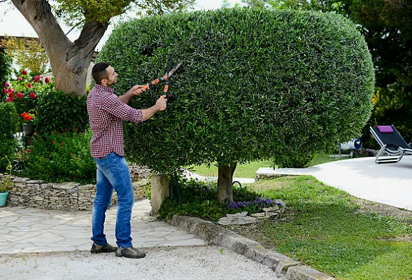 ОБРЕЗКА КУСТАРНИКОВ - САДОВНИК.БЕЛ