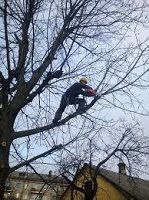 ОБРЕЗКА ДЕРЕВЬЕВ - САДОВНИК.БЕЛ