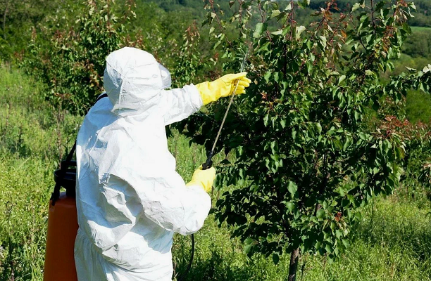 ОБРАБОТКА САДА ОТ БОЛЕЗНЕЙ И ВРЕДИТЕЛЕЙ - САДОВНИК.БЕЛ