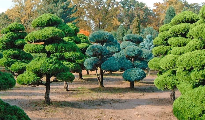 НИВАКИ ФОРМИРОВКА - САДОВНИК.БЕЛ