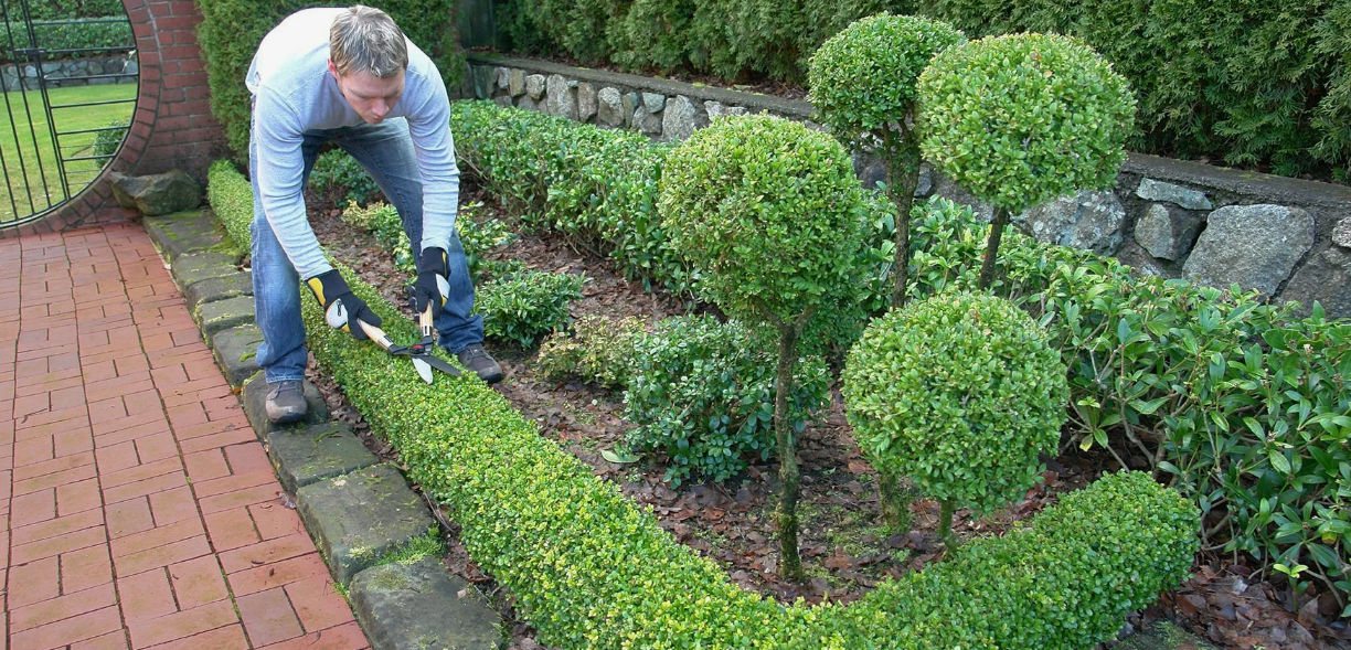 ОБРЕЗКА КУСТАРНИКОВ - САДОВНИК.БЕЛ