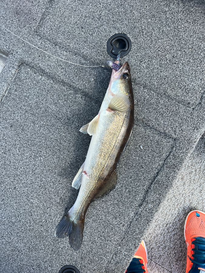 Лосиный рог