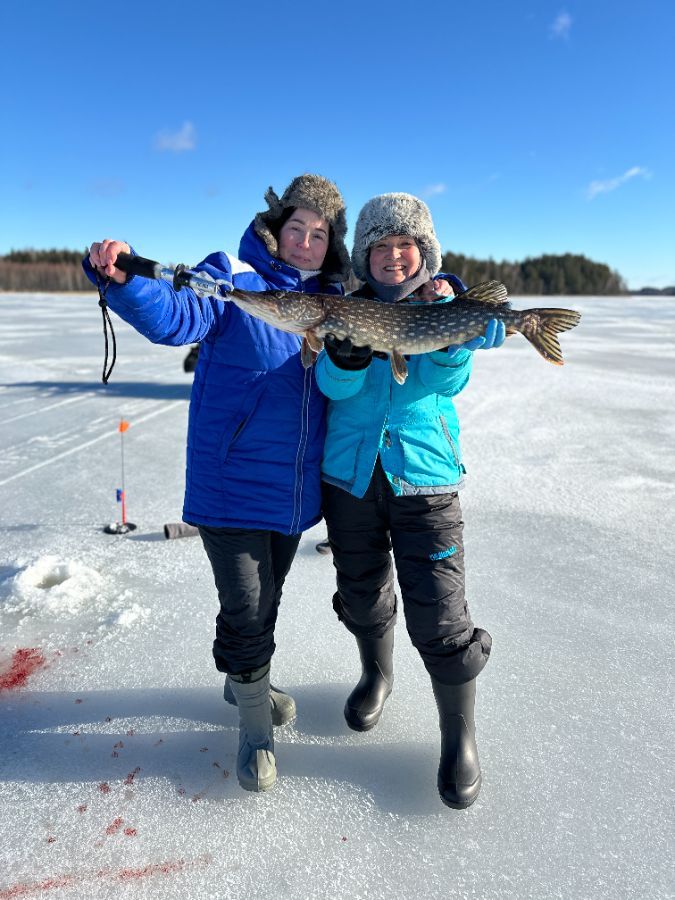 Лосиный рог