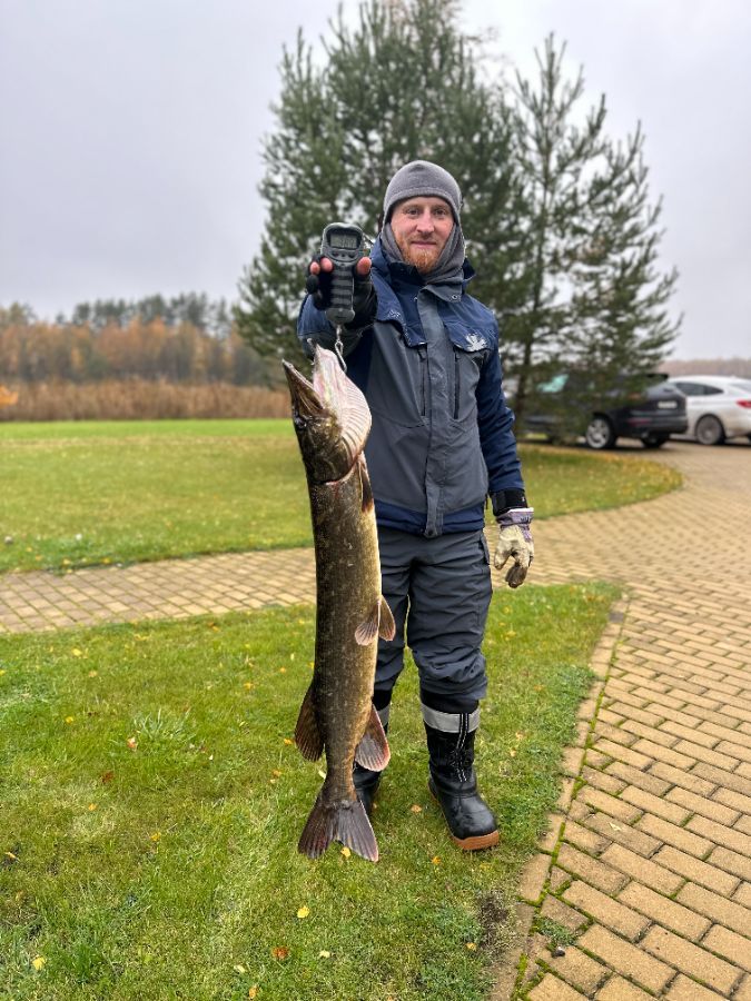 Лосиный рог