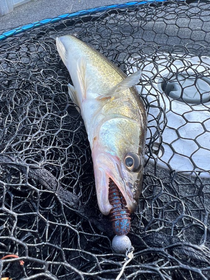 Лосиный рог