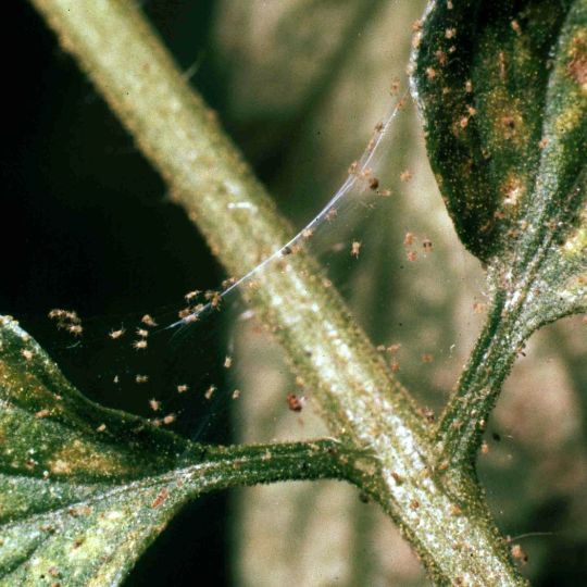 Укрытие роз