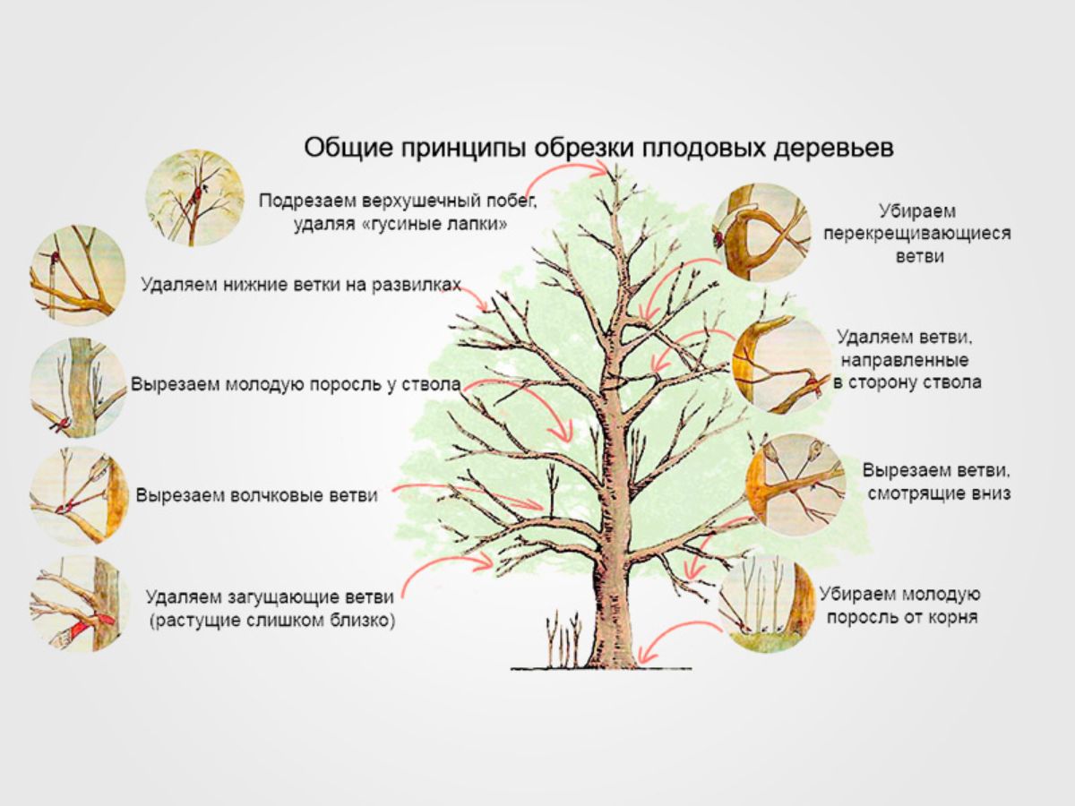 Схема обрезки яблони весной