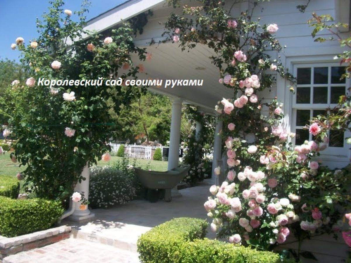 плетистые розы берсо. дом розовый сад. роза плетистая роуз гарден. розарий в саду. английские розы в саду.